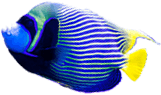 Fish Fish