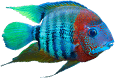 Lahaina Scuba Special fish