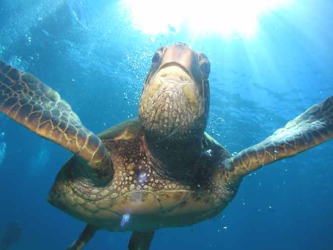 Best Scuba Instruction In Lahaina Maui