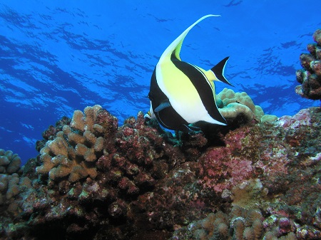 Family Scuba Diving in Maui Family Scuba Dive Maui