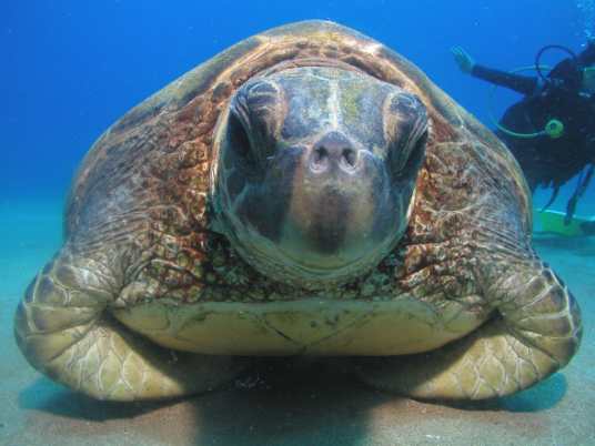 Shore Diving Lahaina Kaanapali Maui Turtle Photo