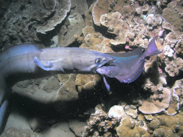 Maui Scuba Diving with Conger Eel