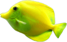 Yellow Scuba Fish In Maui 1