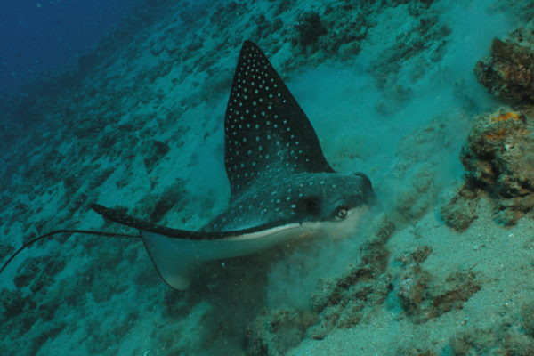 Scuba Diving in Kaanapali Eagle Ray