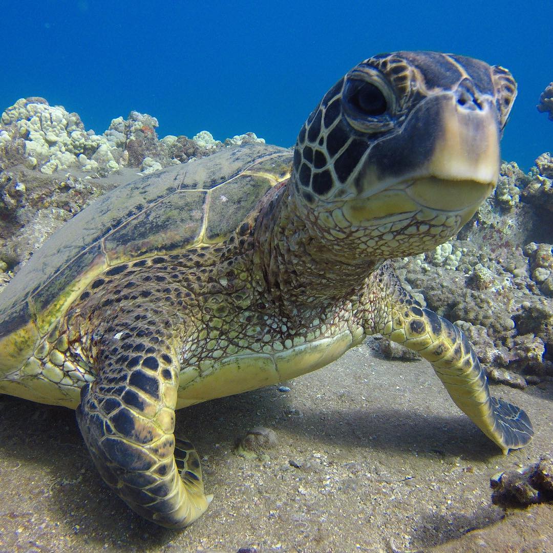 Turtle in Makena Landing