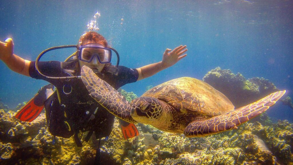 Black Rock Point Scuba Diving with Turtles