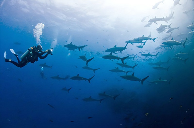 Scuba Diving With sharks. 