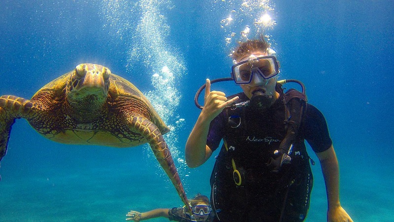 Scuba Diving With Turtles Maui 2023